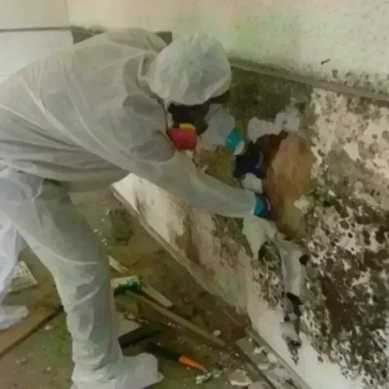 Mold Remediation and Removal in Armstrong County, TX